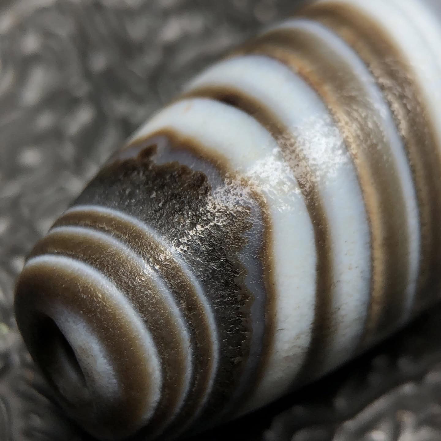 Chinese Natural Jade Carved Dzi beads
